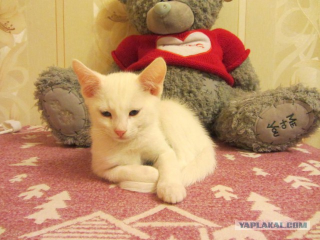 Котовторник 31.03.2015