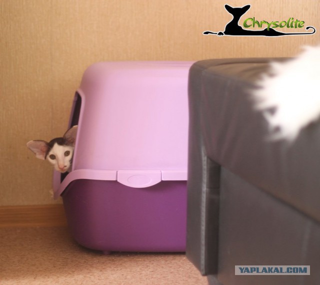 Котовторник