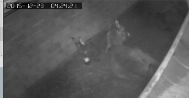 За что я люблю китайцев