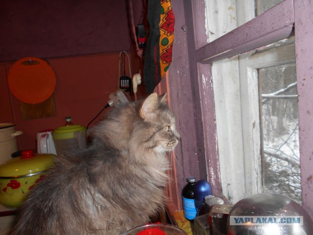 Жизнь домашнего приюта для котеек 95