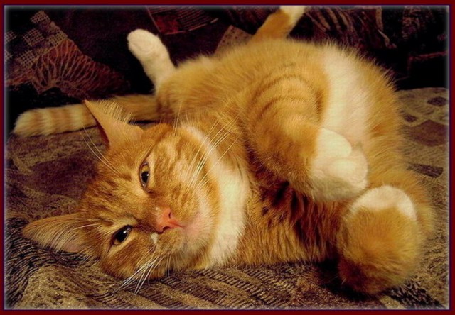 Коты, кошки, котята