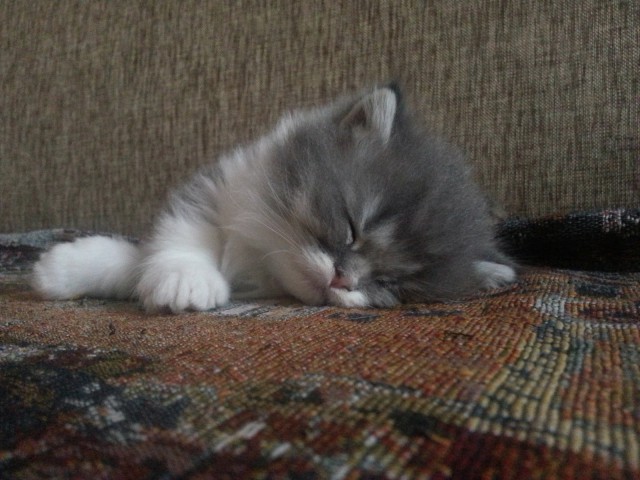 Кошка по имени Люся