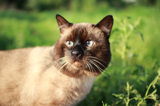 Домашние коты на природе