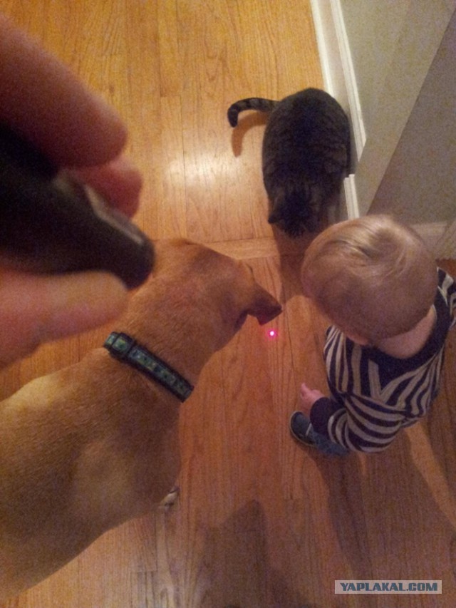 Картинки и приколы из сети