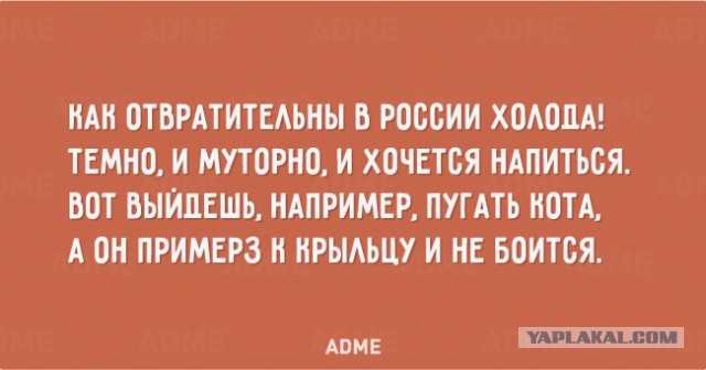 Кошка примёрзла