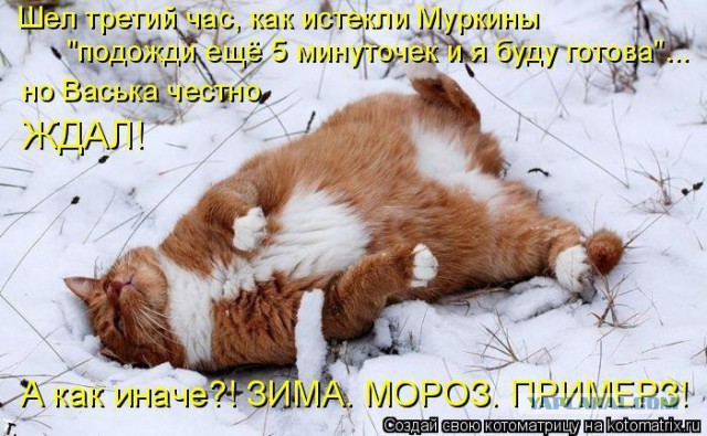 Кошка примёрзла