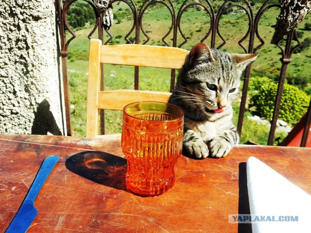 Ризотто с уткой и домашняя шаурма
