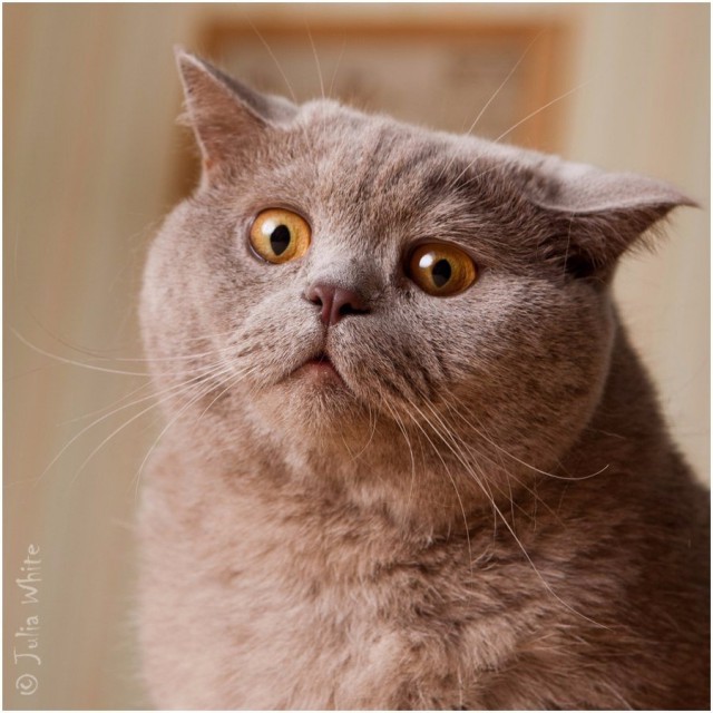 Коты и Кошки