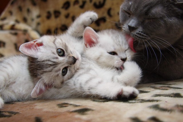 Коты и Кошки