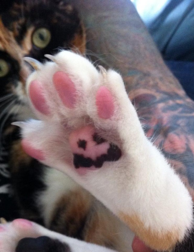 Коты и Кошки