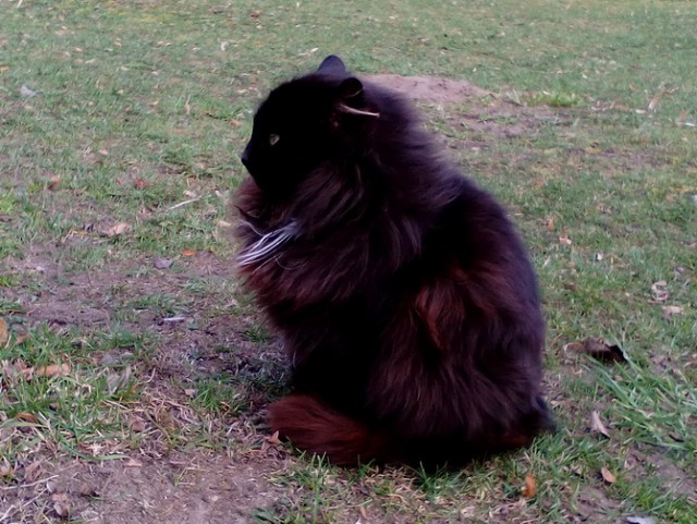 Котовторник 8.08.2017