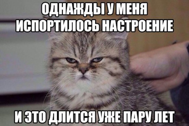Коты и Кошки