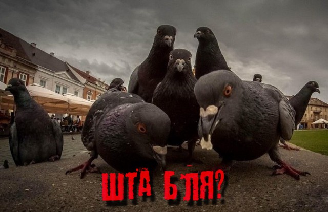 Тульские ученые предлагают жрать голубей