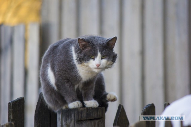 Котовторник  13.02.2018