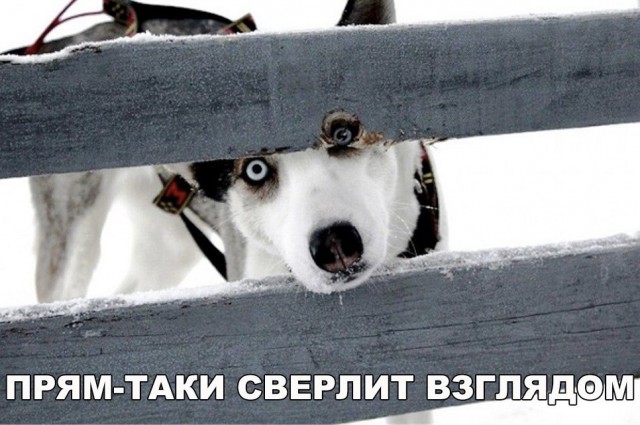 Нестандартный юмор