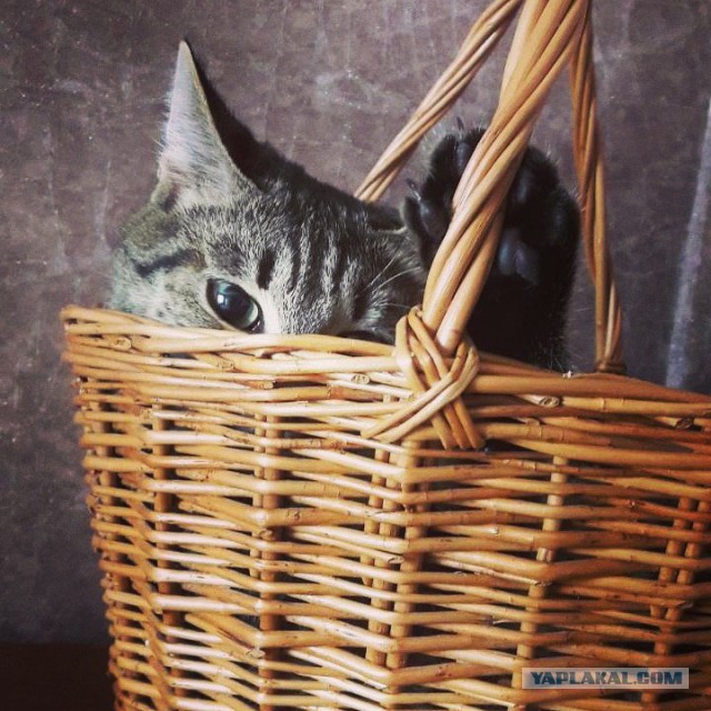 Котовторник