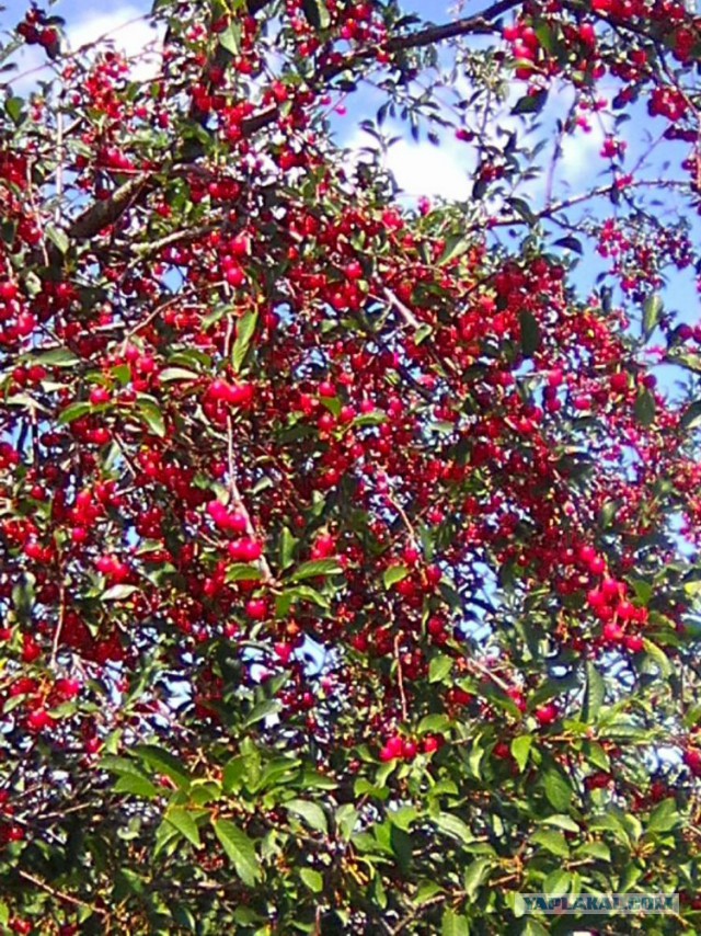 Командировка. В леса