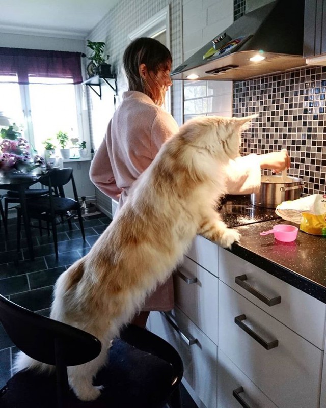 Прикольных котов пост