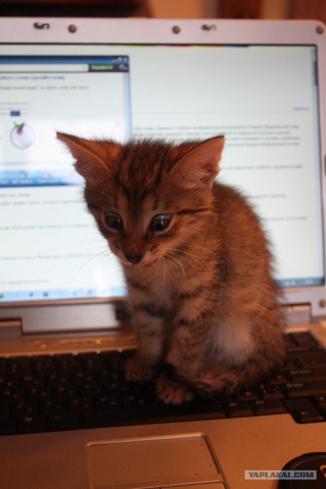 Котовторник! 11.10.11