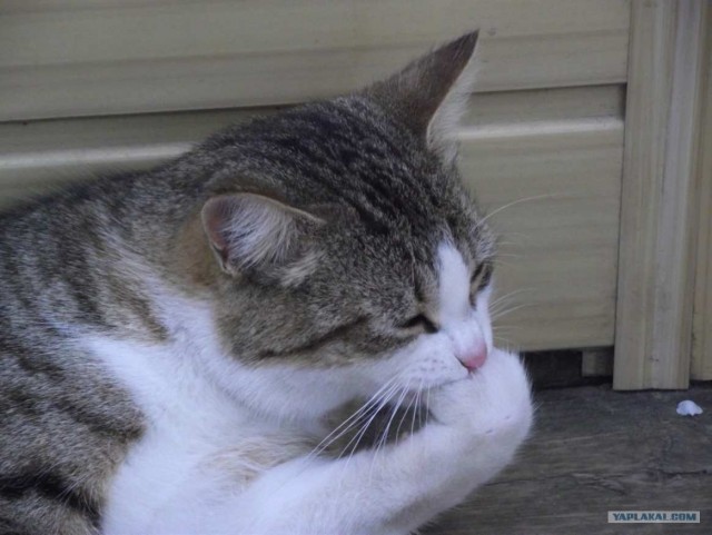 Котовторник (начало в супермаркете!)