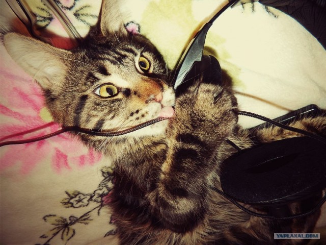 Котовторник  от 3.04.2012