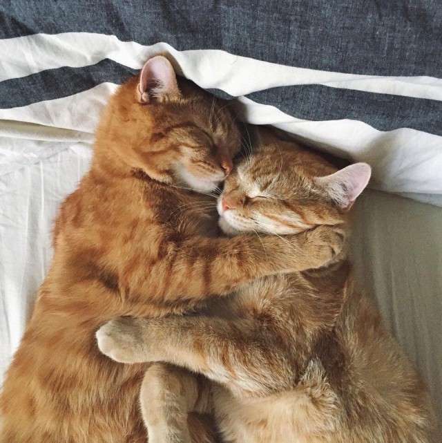Прикольных котов пост