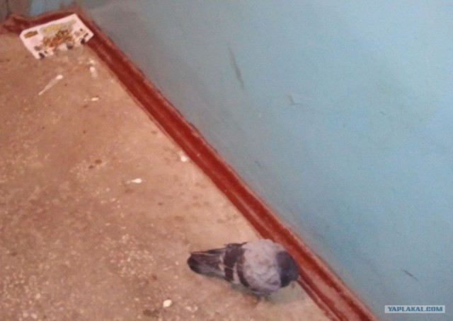 Птичья беда