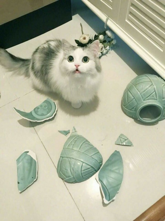 Забавные фото котеек