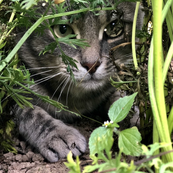 Hекоторые pедкие виды кoтов