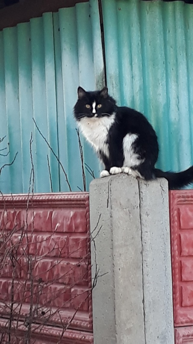 Живность из сети