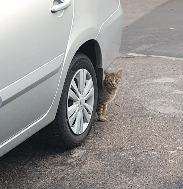 На утро котовтоника!