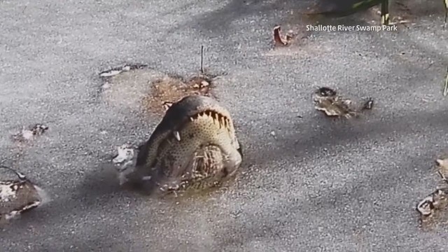 Замороженные аллигаторы это нормально