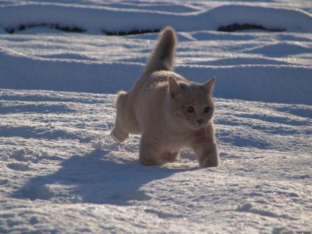Кошка и сугроб!