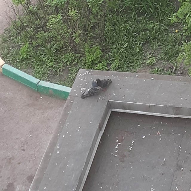 Подборка всякой живности