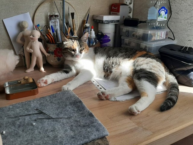Котовторник же очередной