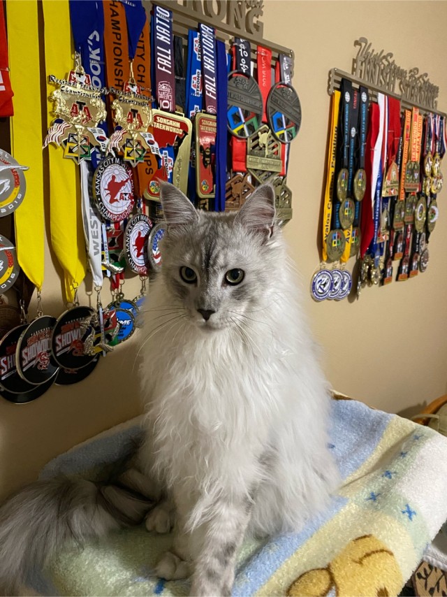 День кота.