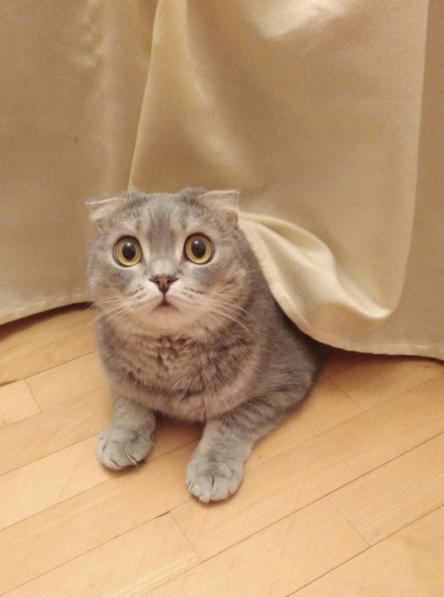 Господа и дамы ЯПа! Котовторник у нас начался! Отойдите от политоты и давайте котиков побольше!