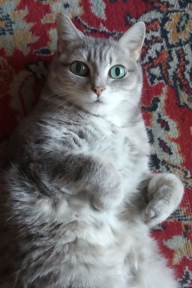 Долой политику, ура котикам!