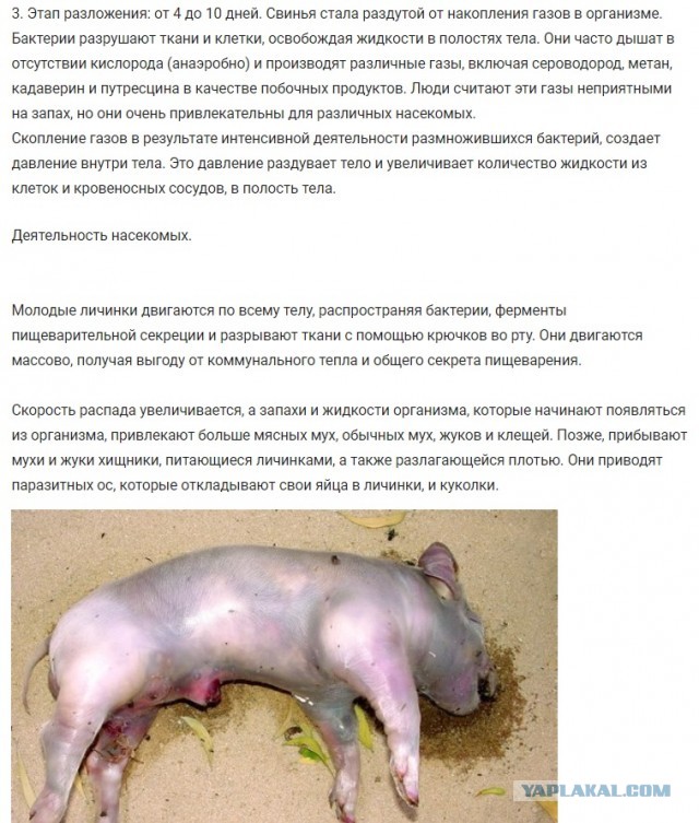 Фейковое видео с Бучи