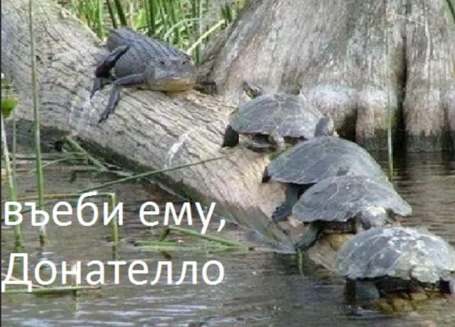 Настоящая черепашья взаимовыручка :)