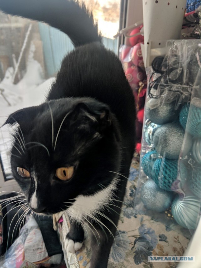 Ура! Котовторник.