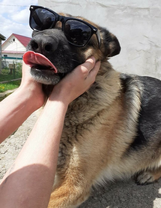 Собакочетверг...