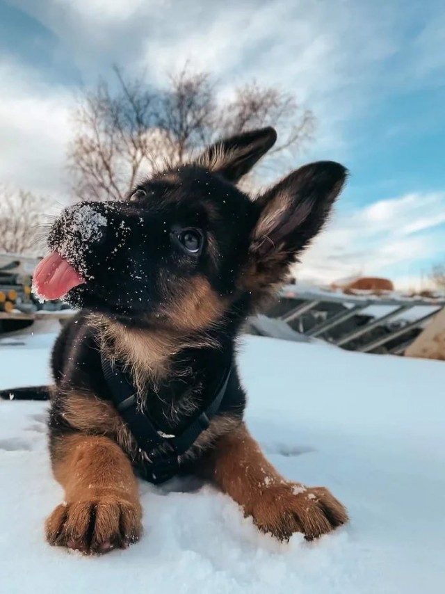 Первый снег - он самый вкусный!