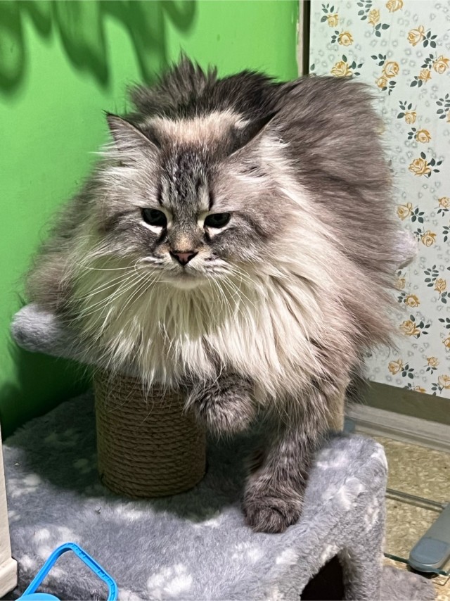 Кот-манипулятор