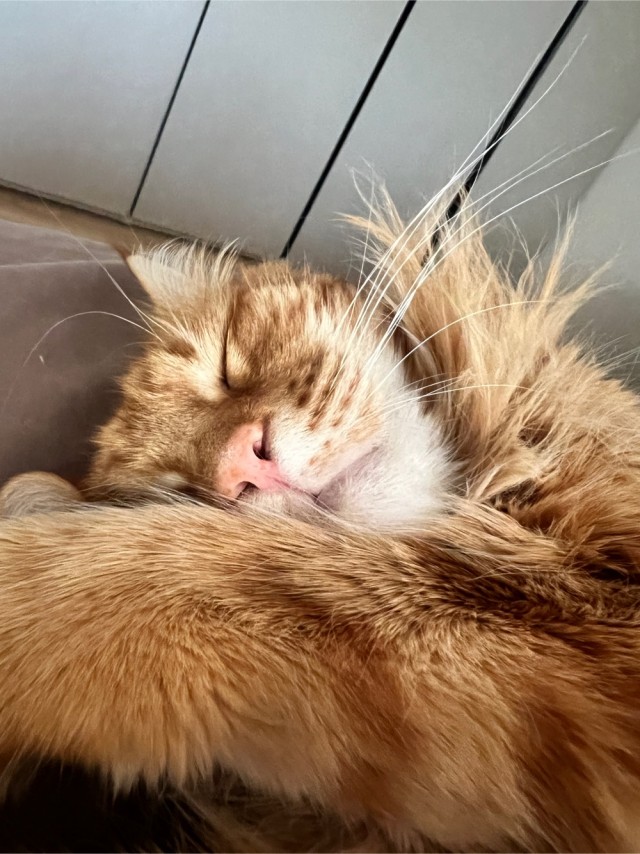Котовторник! 16+ Коллеги-рабы, отмечаемся, у кого хозяину много лет!