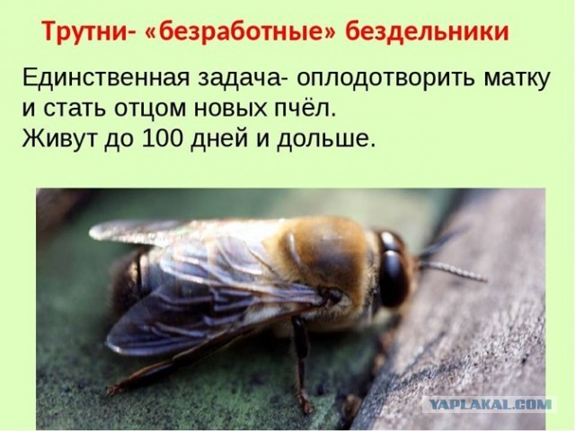 Губернатор ХМАО предложила заменить чиновников нейросетями