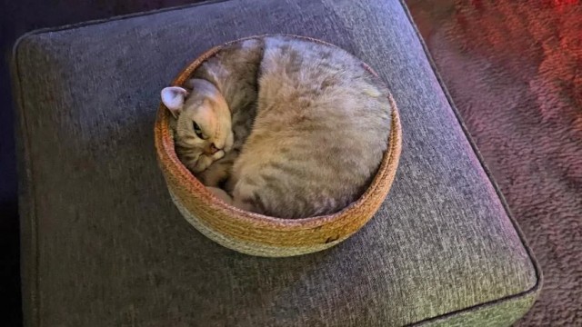 Через сколько времени кошка забывает хозяев и как долго она может их помнить