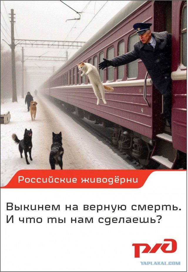 Владелец выброшенного проводницей кота рассказал о трагедии: "Так не оставлю"