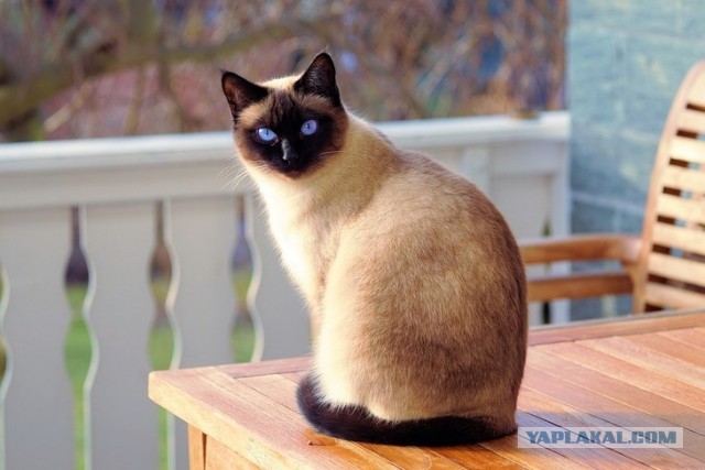 Господа, не котовторник, но нужна помощь