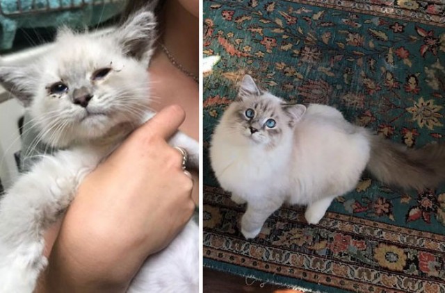 Подборка котов, нашедших свой дом